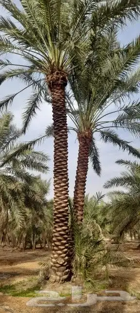 نخل عربي وواشنطن 6