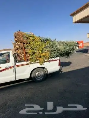القصيم 9