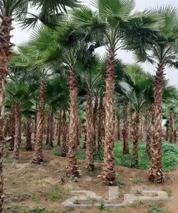 لدينا نخل وشنطني زينه نخل ممتاز جدا ونخل عربي مثمر 6