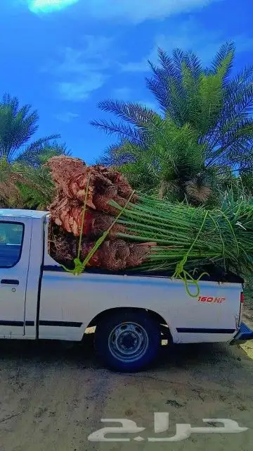 نخل عربي وواشنطن 3