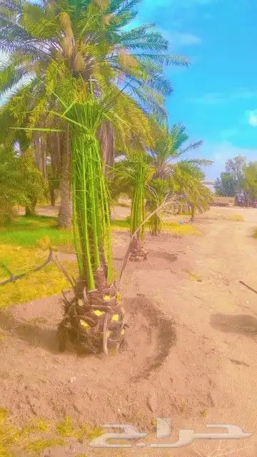 نخل عربي وواشنطن 5
