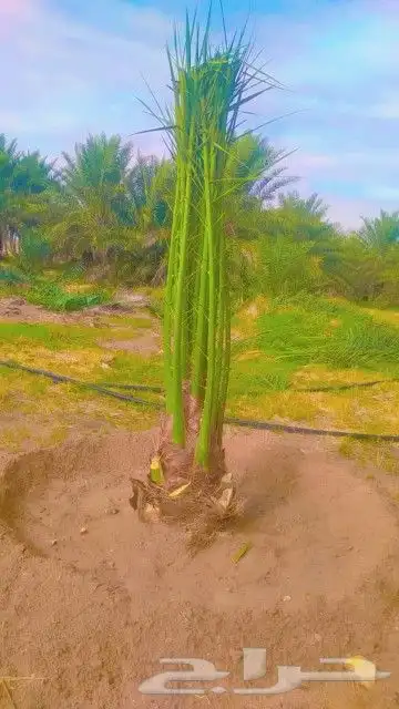 نخل عربي وواشنطن 0