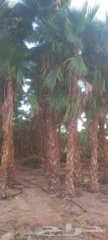 نخل عربي وواشنطن 9