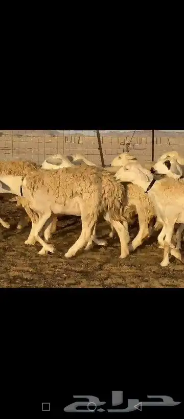 ما شاء الله وتبارك الله أعرض لكم غنم حريات رخال حريات 2