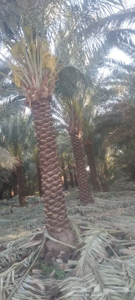 نخل للبيع 1