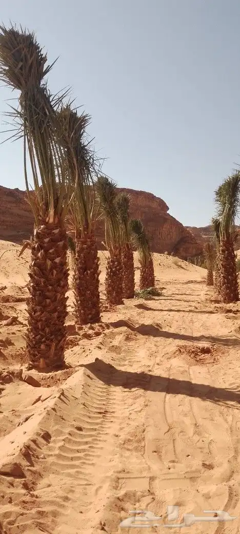 نخل وزيتون للبيع بمقاسات مختلفه 6