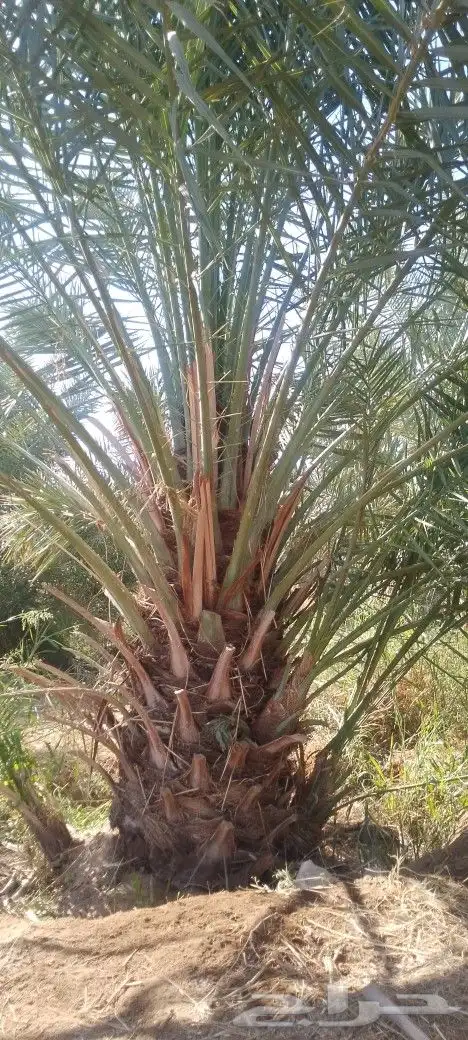 نخل وزيتون للبيع بمقاسات مختلفه 5