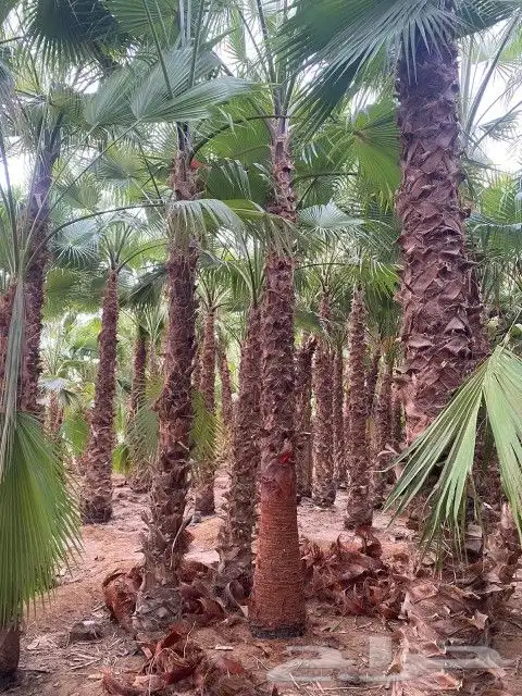 نخل عربي وواشنطن 7