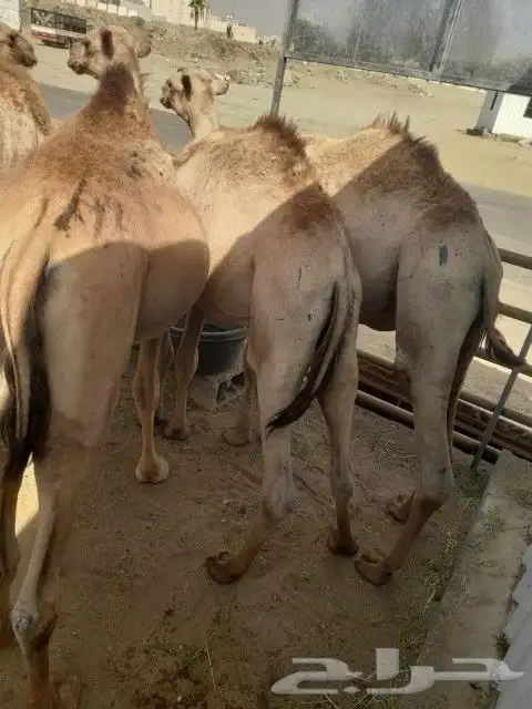 قعدان مكه المكرمه 0