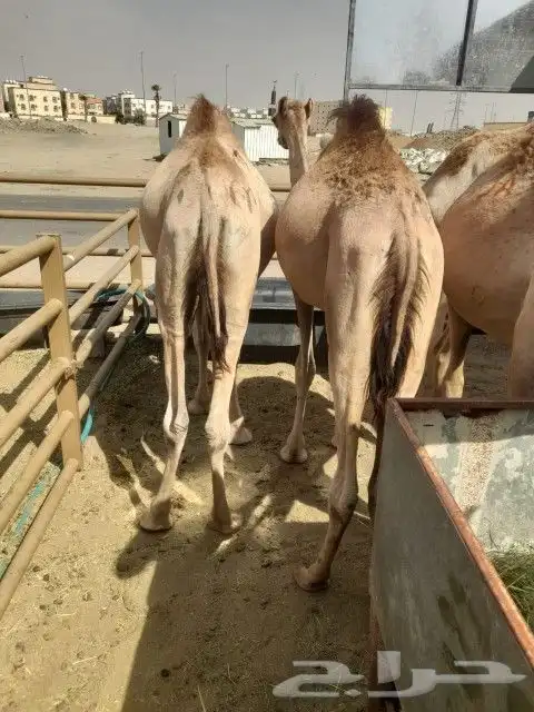 قعدان مكه المكرمه 2