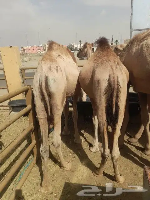 قعدان مكه المكرمه 1