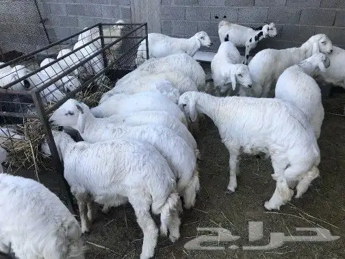 ذبايح مناسبات جبر مع خدمه الاقصاط 0