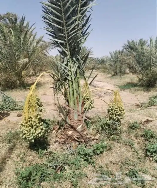 نخل للبيع الرياض القصيم مكه شقراء نخيل الخرج المزاحمية الجله 9