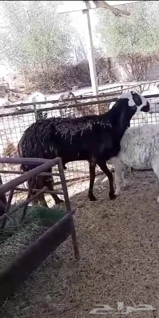 فحل سكني علا نجدي 0