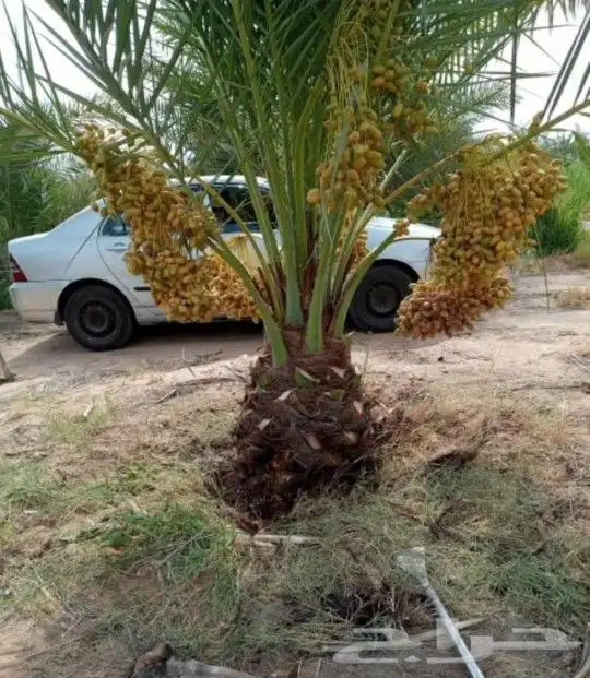 نخل للبيع الرياض القصيم مكه شقراء نخيل الخرج المزاحمية الجله 8