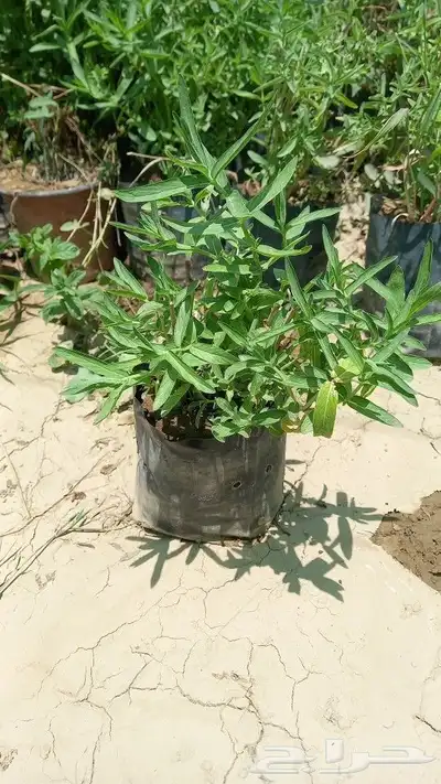 عطريات بكل انواعها 0