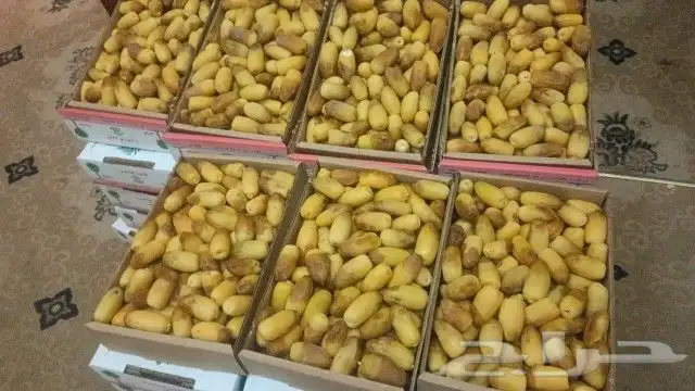 رطب الخرج غرة 0