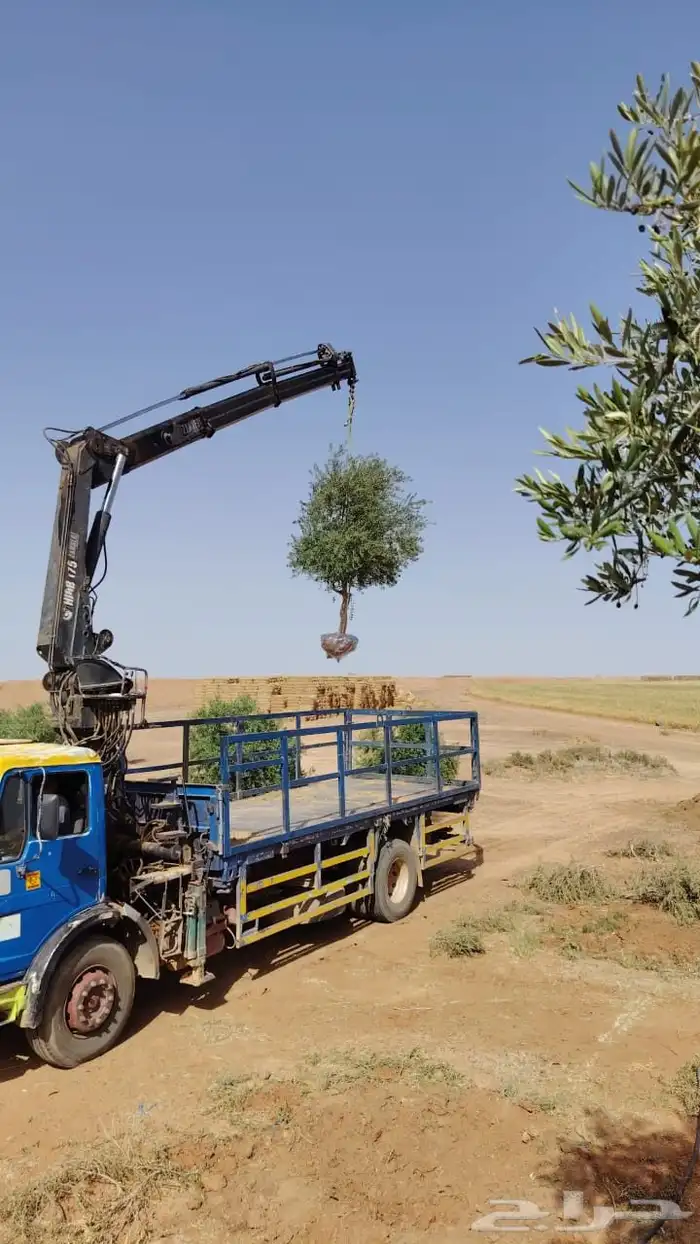 يوجد لديناء أشجار زيتون 3