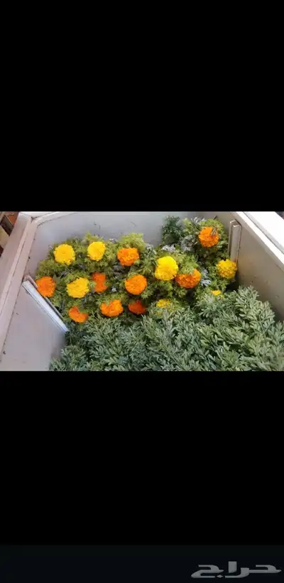 جده والتوصيل لجميع مناطق المملكه عقود فل ورد كاذي خوعه خطور 35
