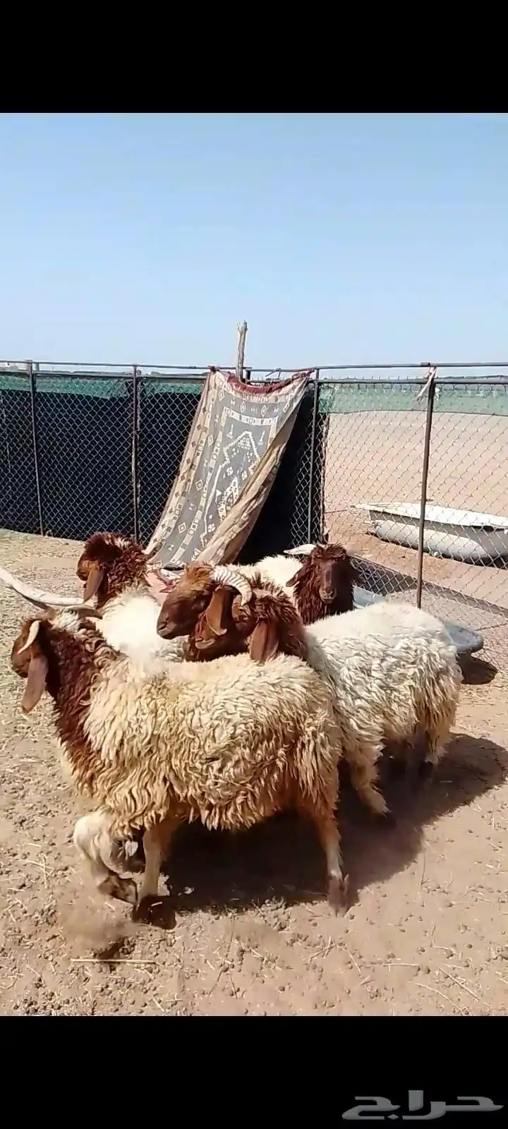 طليان نعيم 1