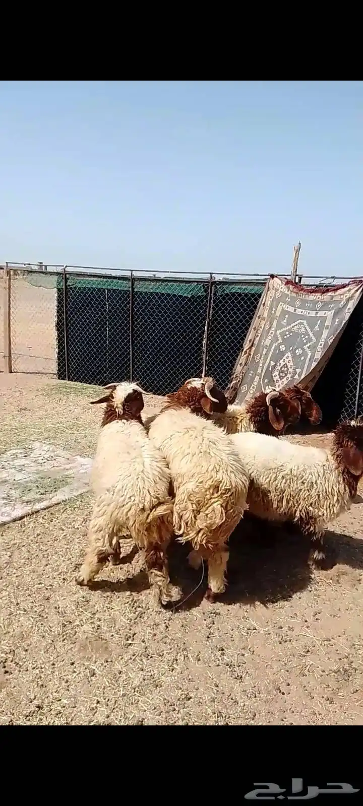 طليان نعيم 3