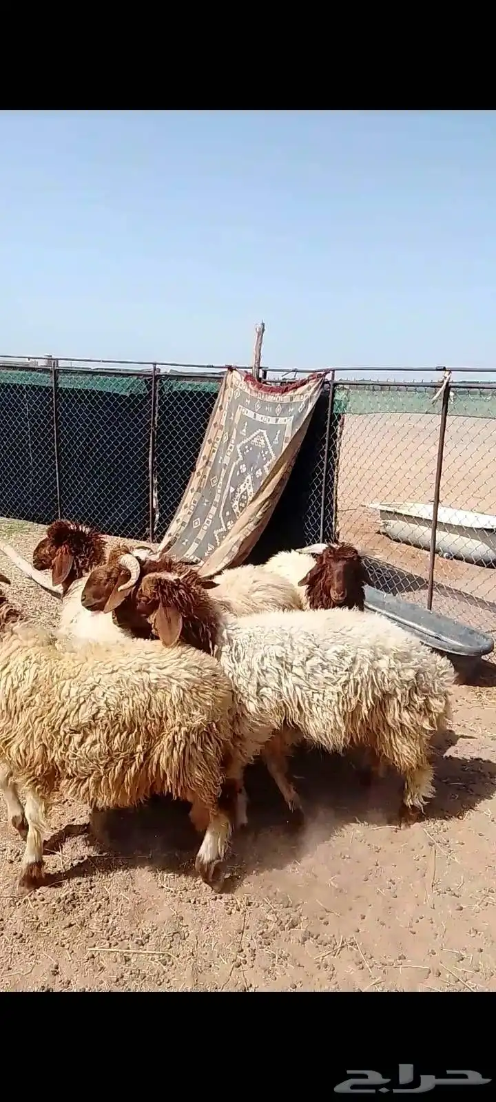 طليان نعيم 4