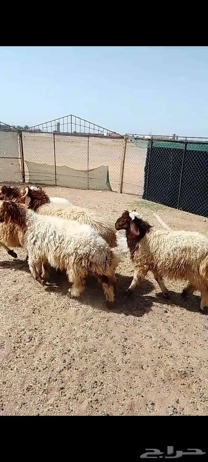 طليان نعيم 5