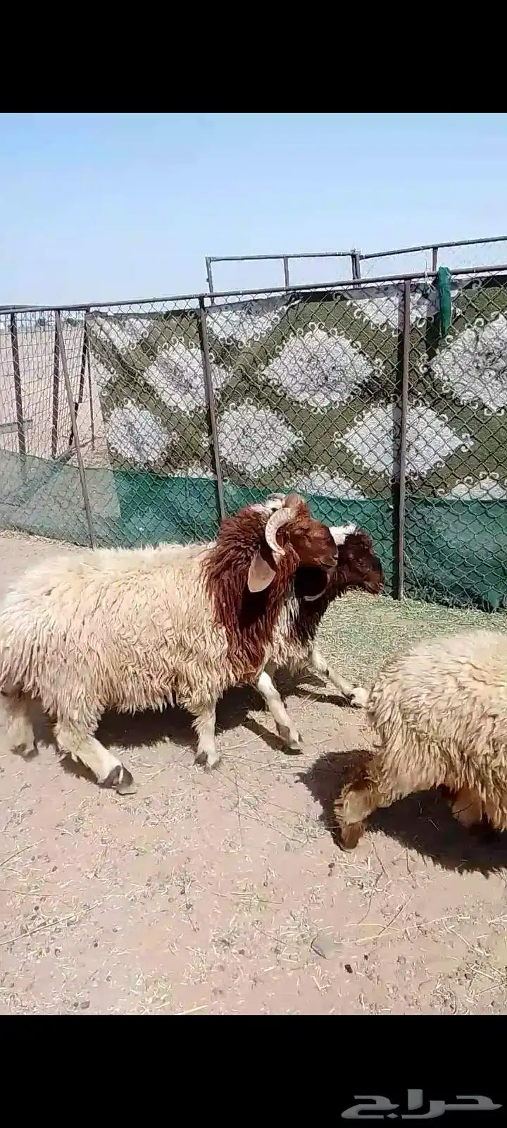 طليان نعيم 0