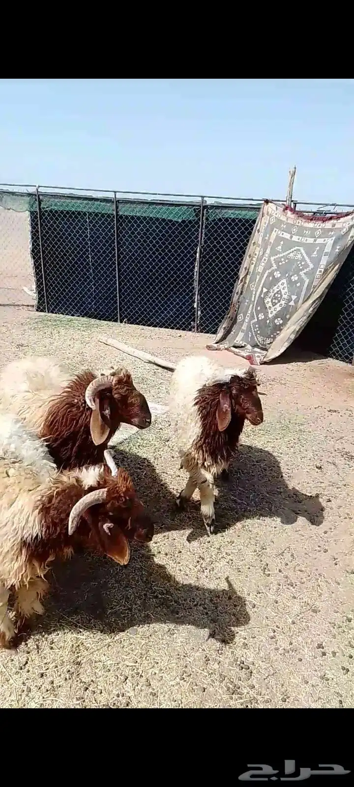 طليان نعيم 2