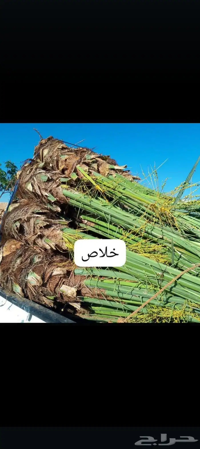 يوجد لدينا جميع انواع انخيل المثمر وزينه 4