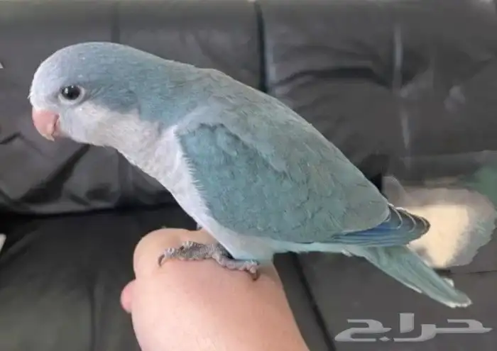 فرخ كويكر ازرق اليف تم البيع 0