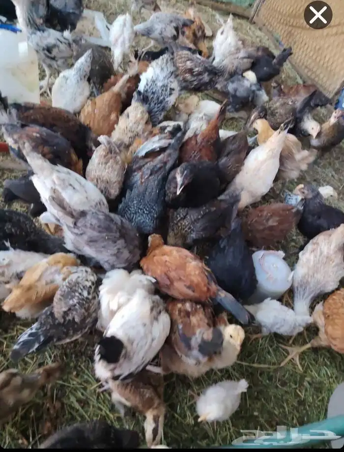 سلام عليكم ديك و دجاج فروخ ديك عربي اصيل عمرهن 3شهو 0