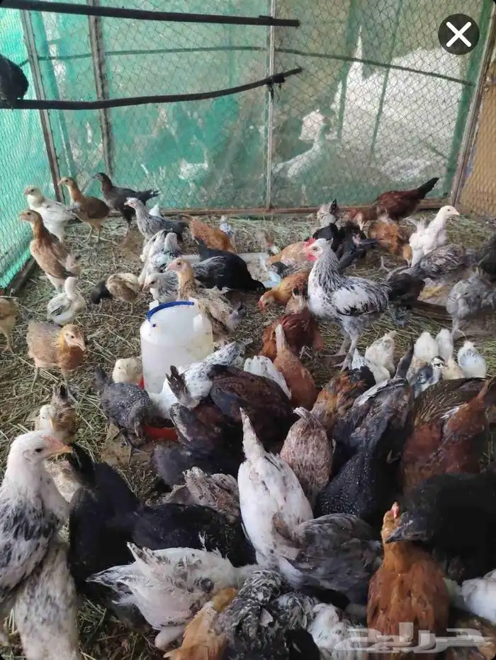 سلام عليكم ديك و دجاج فروخ ديك عربي اصيل عمرهن 3شهو 9