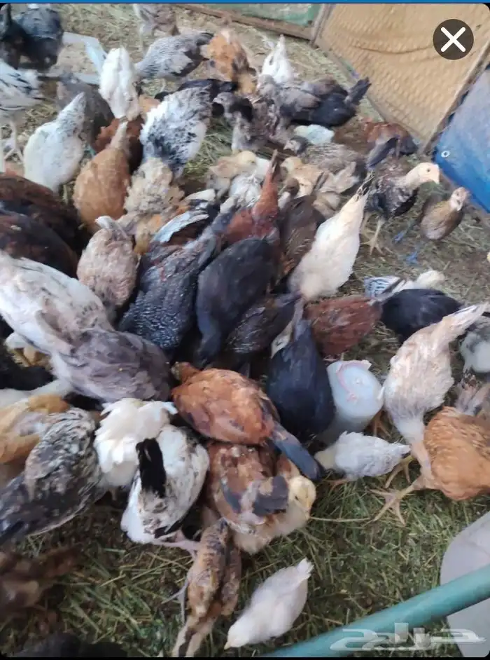 سلام عليكم ديك و دجاج فروخ ديك عربي اصيل عمرهن 3شهو 1