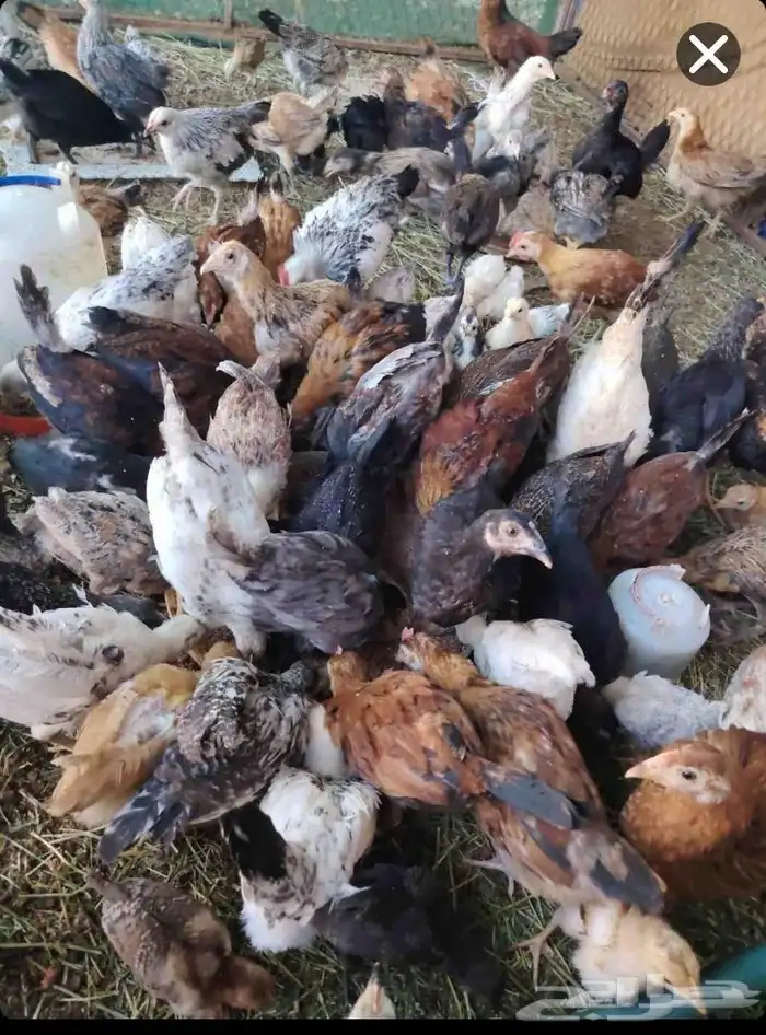 سلام عليكم ديك و دجاج فروخ ديك عربي اصيل عمرهن 3شهو 6