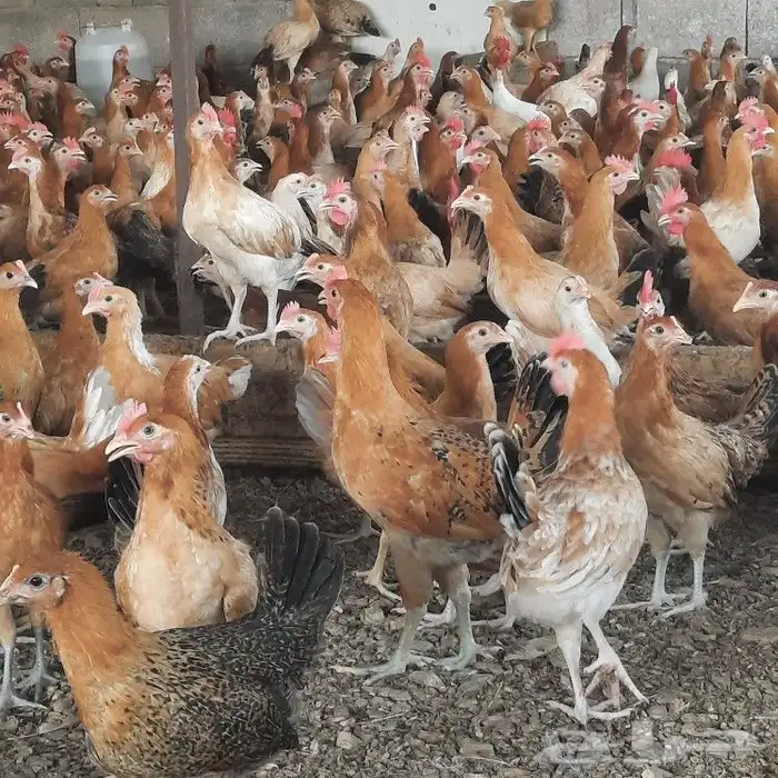 ديكه للبيع بحر ابوسكينة محايل عسير 5