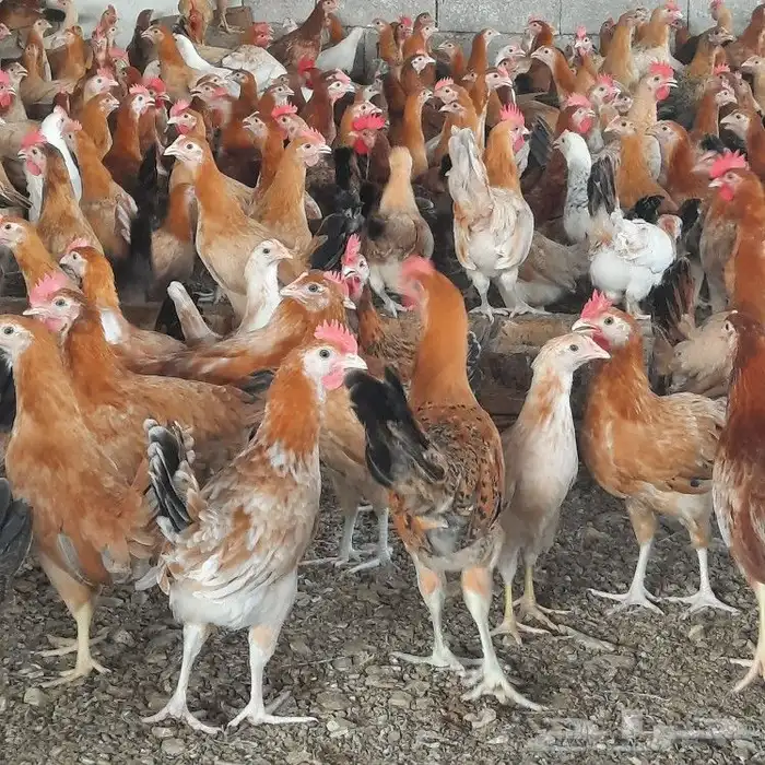 ديكه للبيع بحر ابوسكينة محايل عسير 4