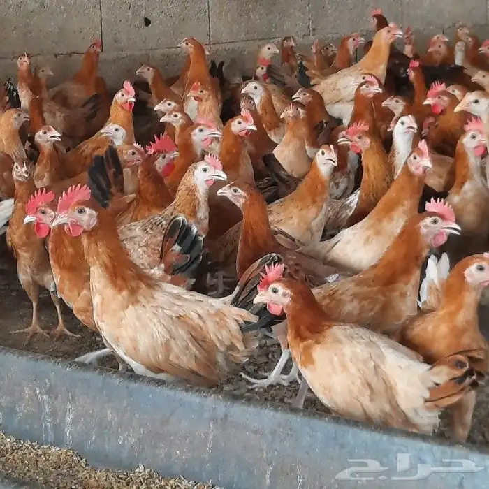 ديكه للبيع بحر ابوسكينة محايل عسير 3