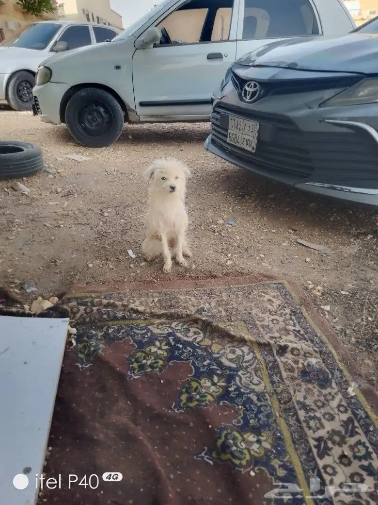 كلب جميل للبيع اليف 0