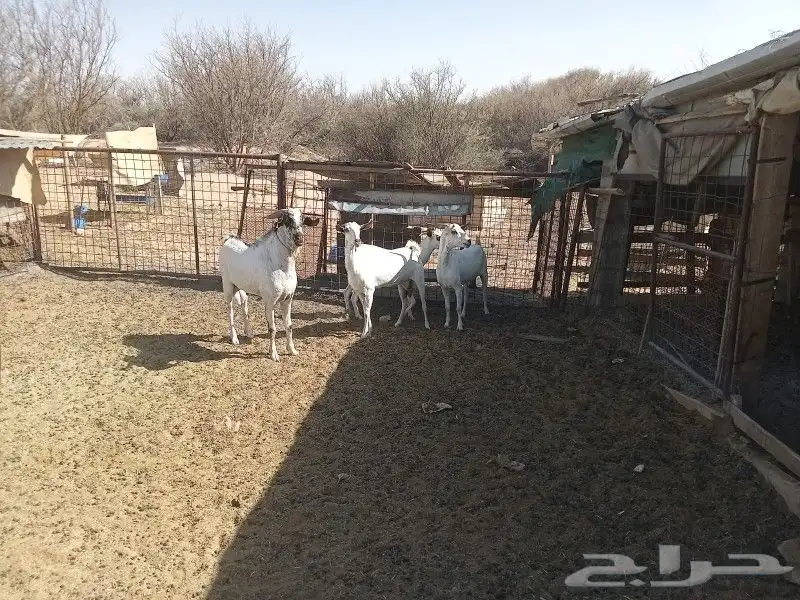 معزا بيشيات 0