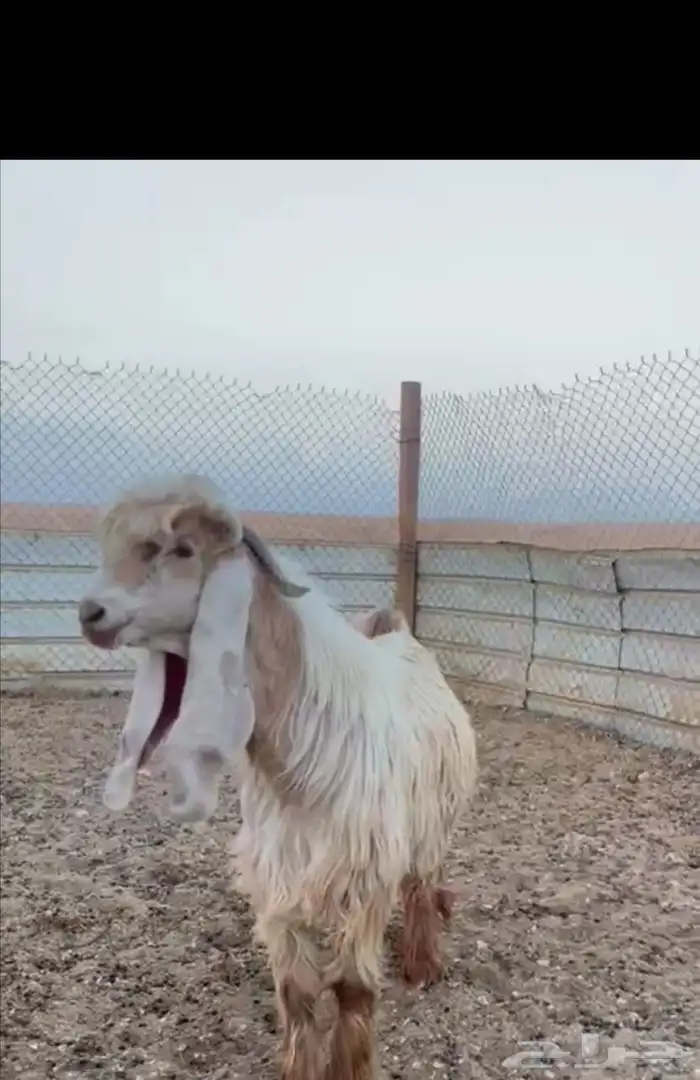 تيس اصفر عارضي 0