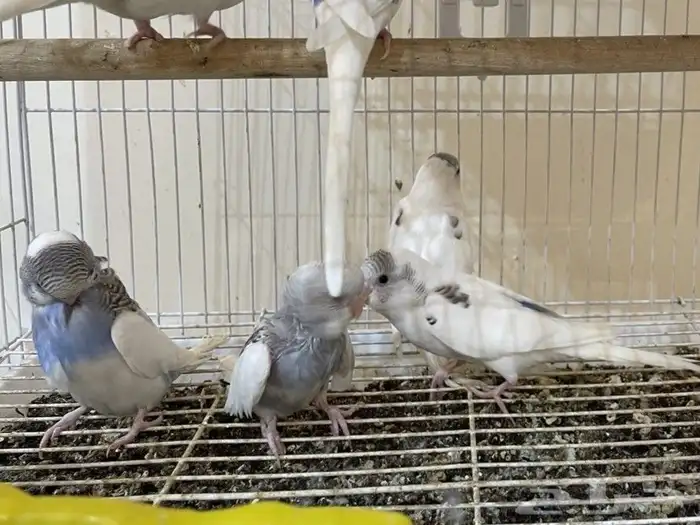 طيور بادجي أليفة ( عاشق ومعشوق ) بألوان جذابة و جودة عالية 0