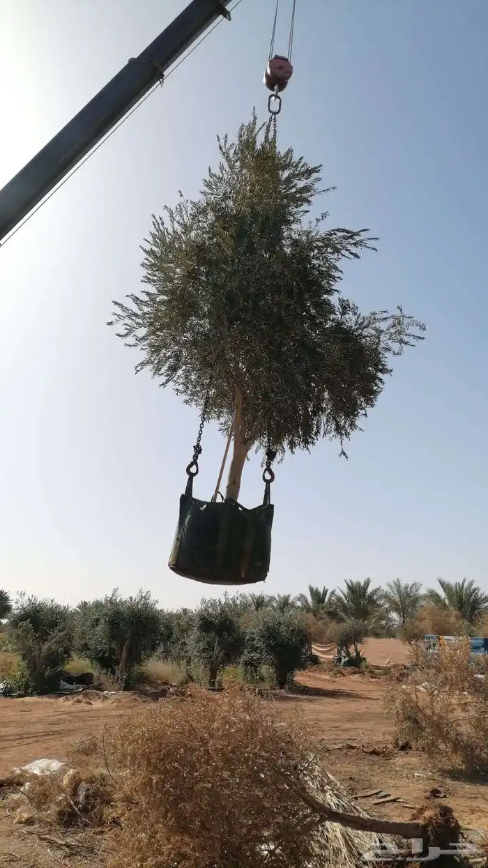 يوجد لدينا زيتون معمر مثمر جميع الأحجام ويوجد وسط ويوجد شتلا 6