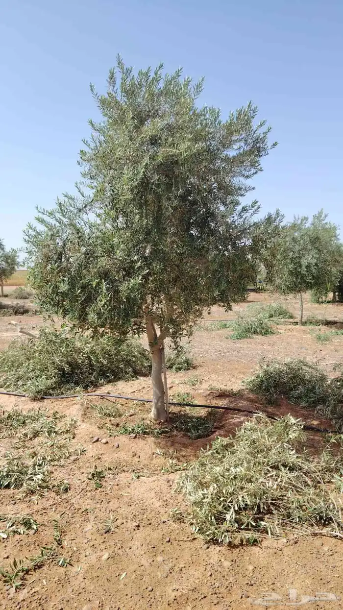 يوجد لديناء أشجار زيتون 6
