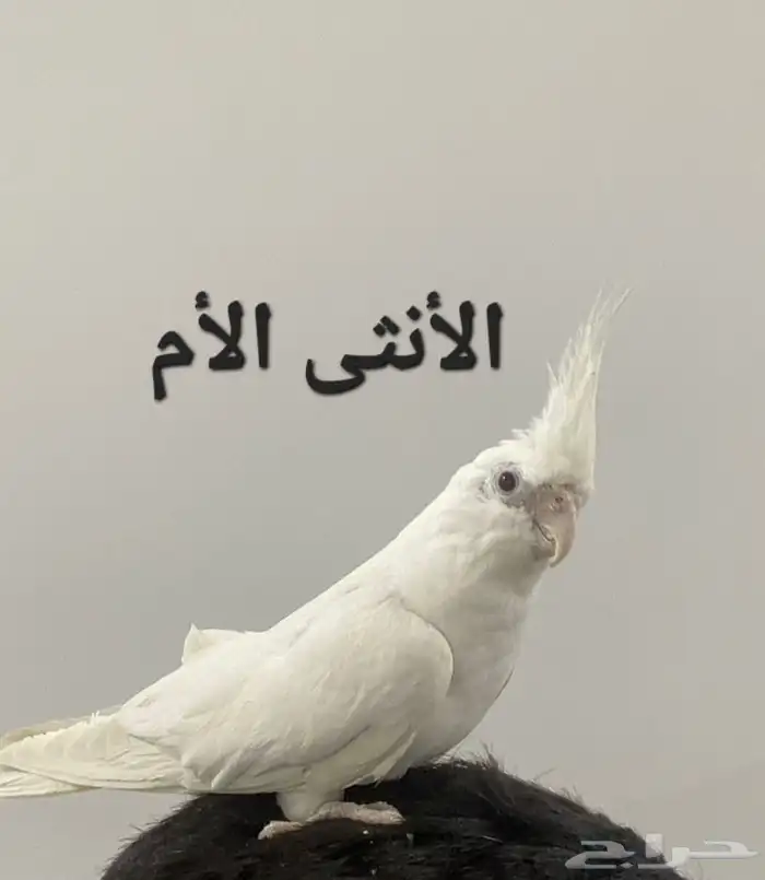 للبيع طيور كروان أليفه 2