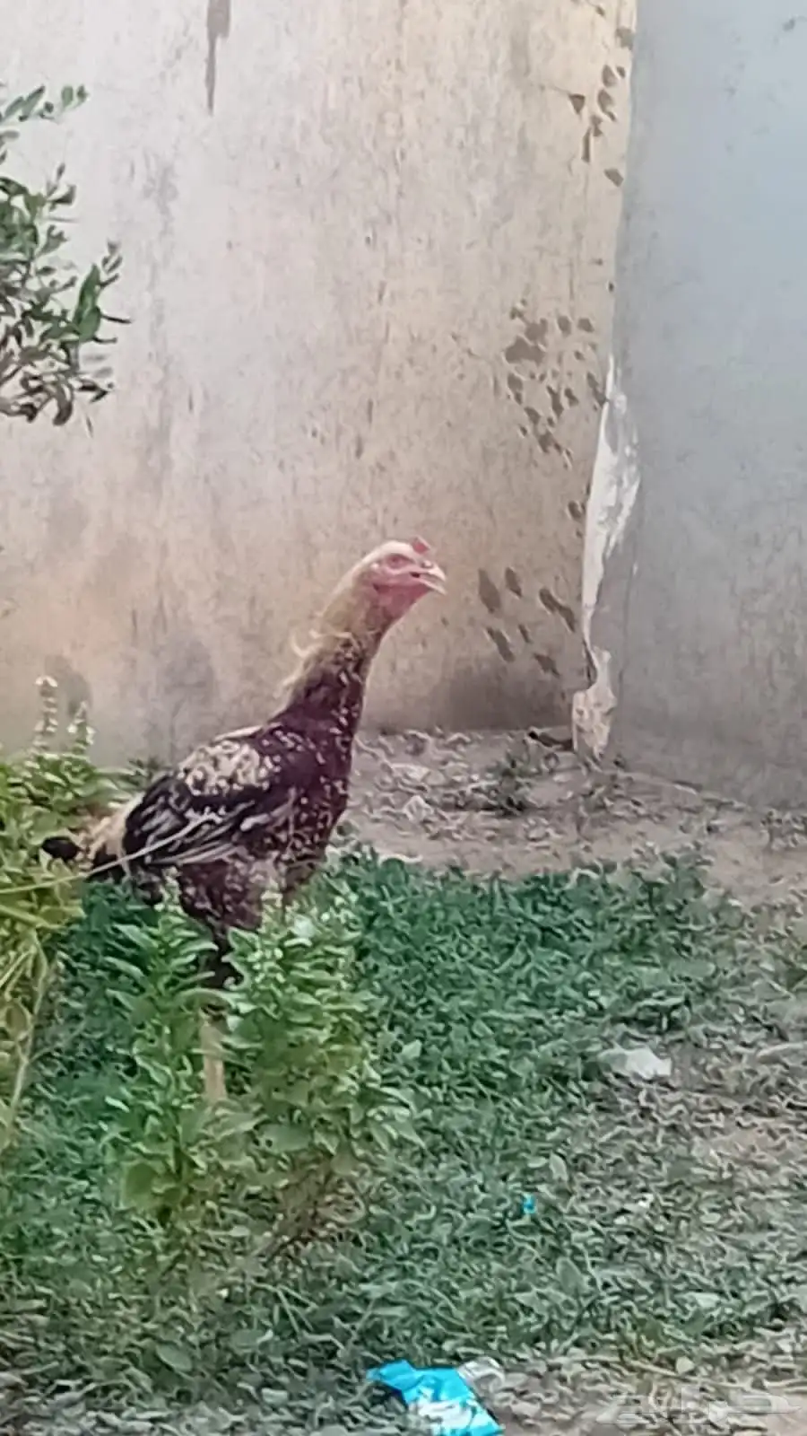 ديك كويتي للبيع 0