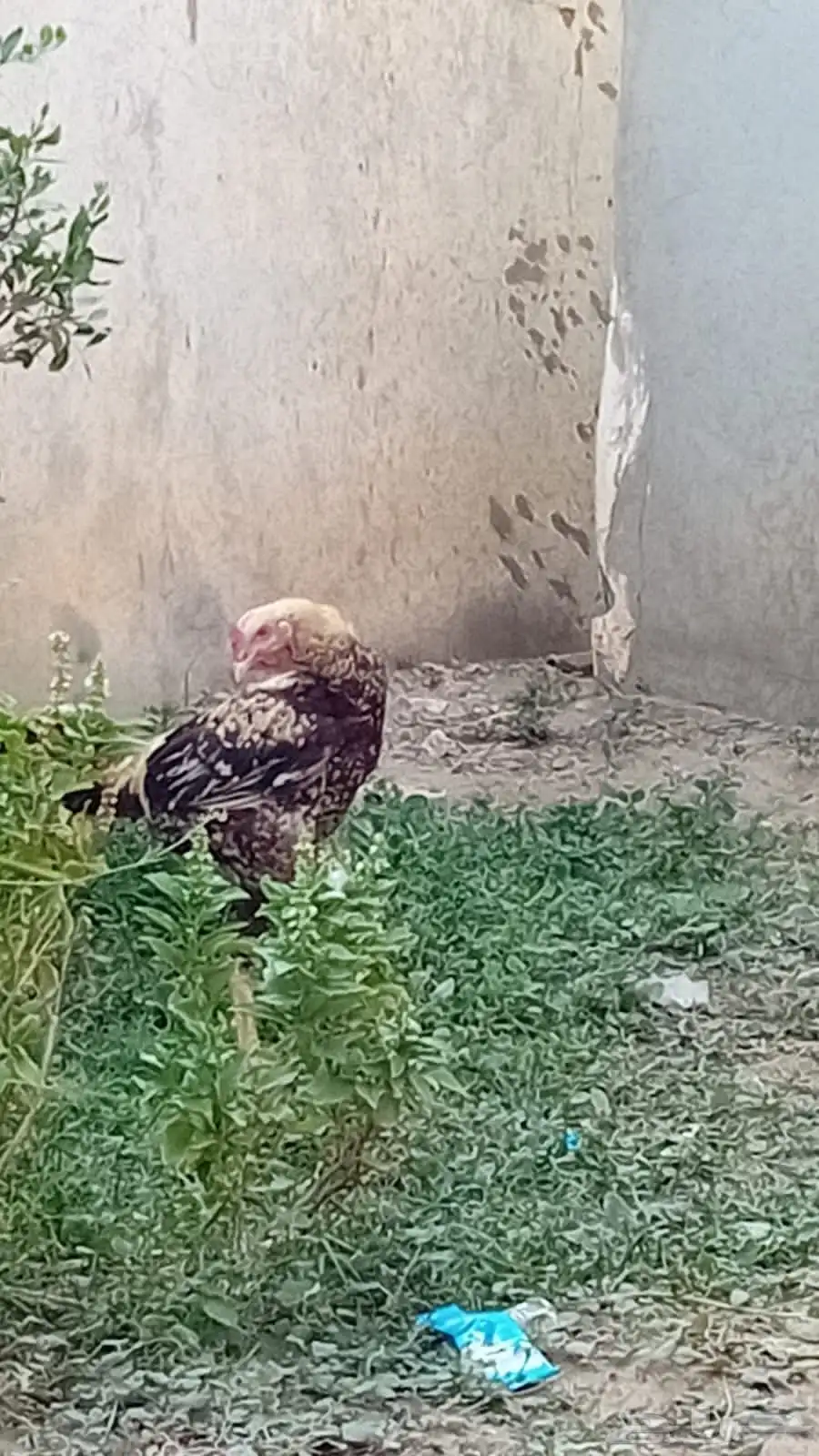 ديك كويتي للبيع 1