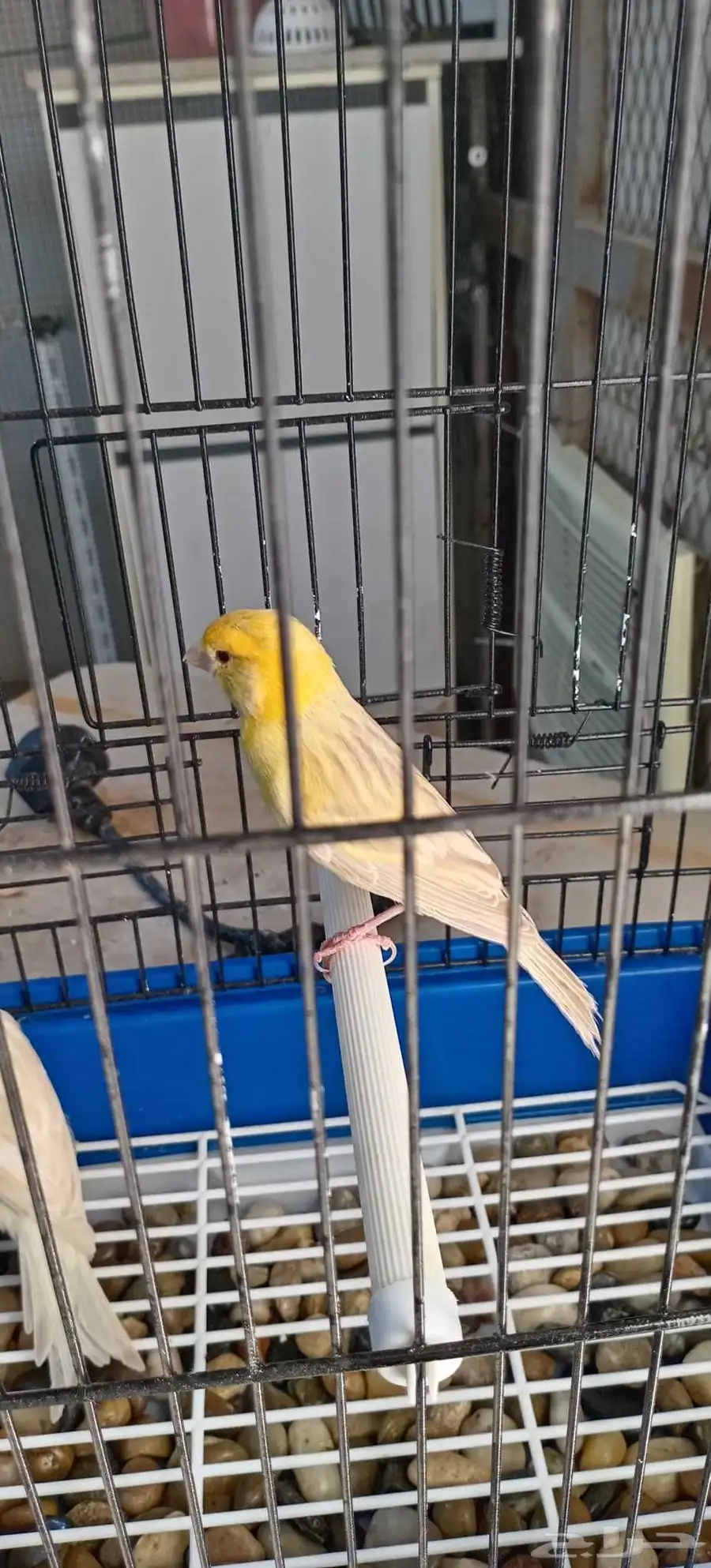جوز كناري ستنايت (تم البيع) 2