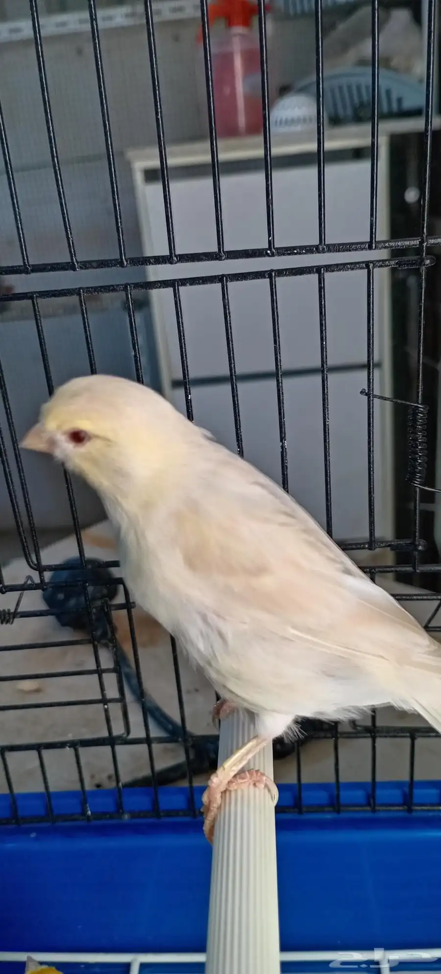 جوز كناري ستنايت (تم البيع) 0