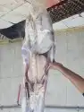 ذبايح مناسبات جبر مع خدمه الاقصاط 3